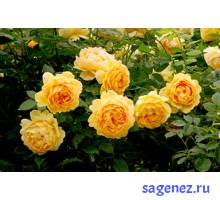 Английская роза– Голден Селебрейшн - ( Golden Celebration )