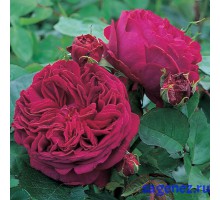Роза английская – Фальстаф – (Falstaff )