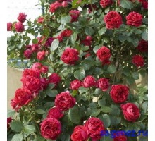Роза парковая - Ред Эден - (Red Eden)