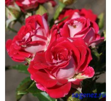 Роза бордюрная – Руби Стар