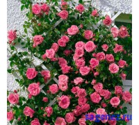 Роза плетистая - Лавиния - (Lawinia)