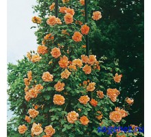 Роза плетистая Оранжевое солнышко