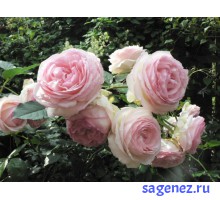 Роза плетистая – Пьер де Ронсар