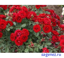 Роза почвопокровная Chimo (Чимо)