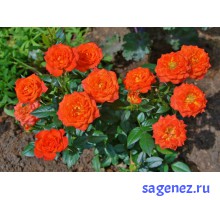 Роза миниатюрная - Оранж Санблейз - (Orange Sunblaze)