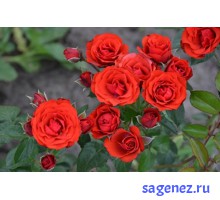 Роза флорибунда - Жельторс - ( Zheltors )