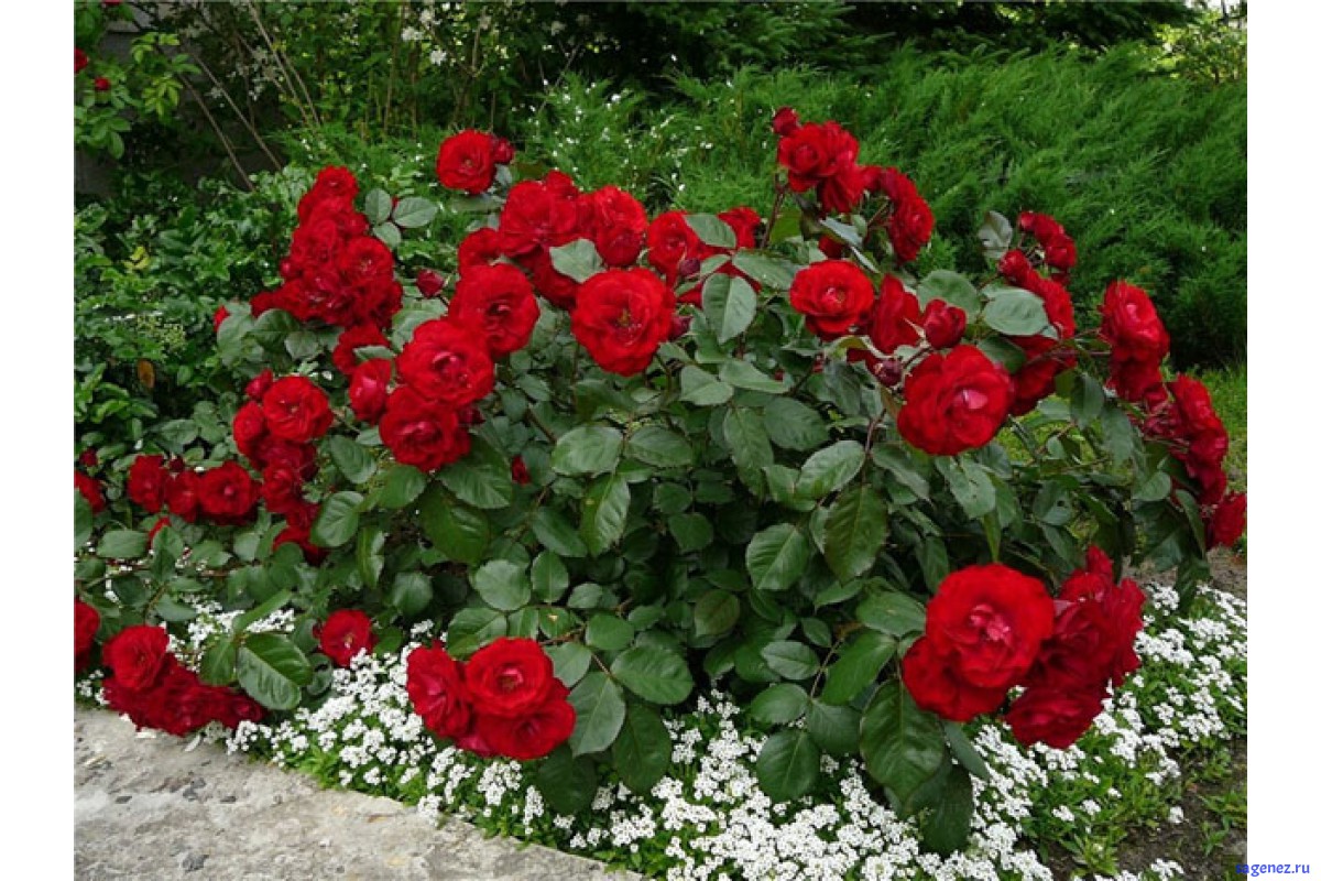 Роза флорибунда - Лава Глоу – (Lavaglut)