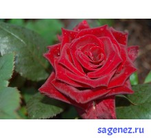 Роза - Ред Берлин (Red Berlin), чайно-гибридная.