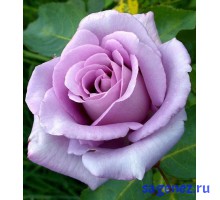 Роза Блю Парфюм (Blue Parfum), чайно-гибридная